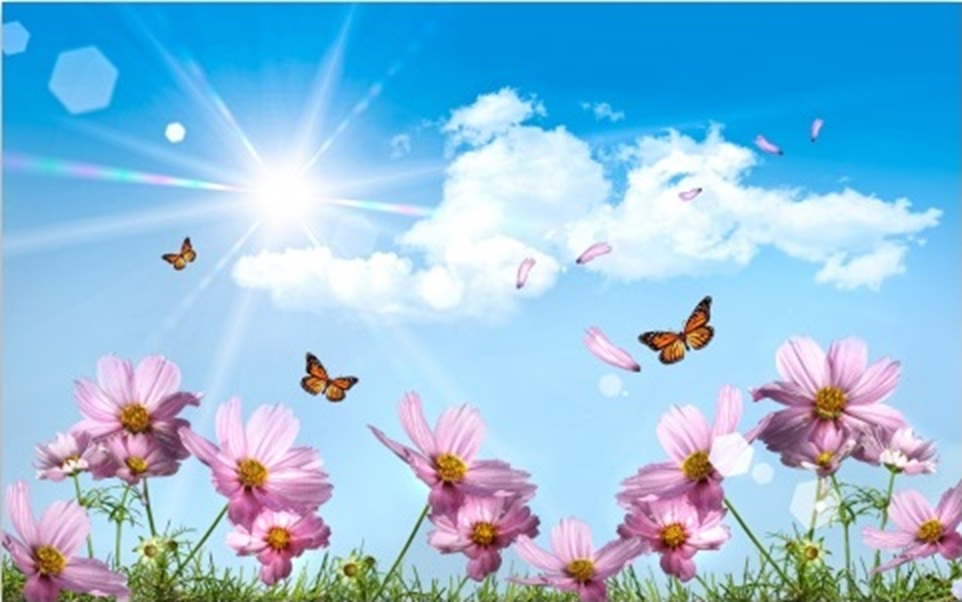 Schmetterlinge fliegen auf einer Blumenwiese